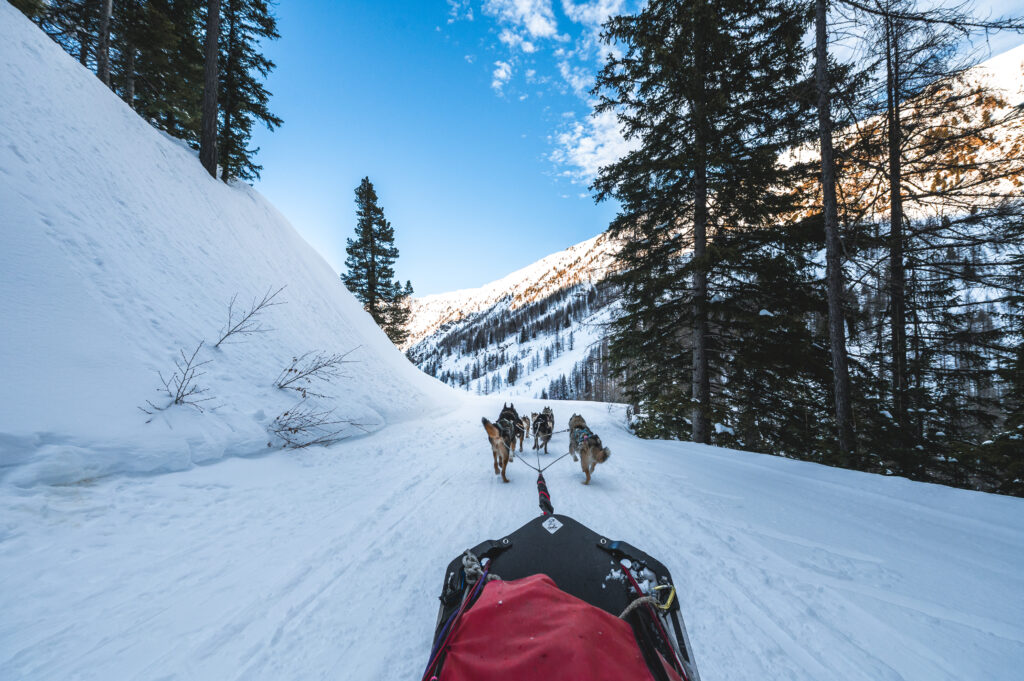 Préstations Chien De Traineau 1024x681